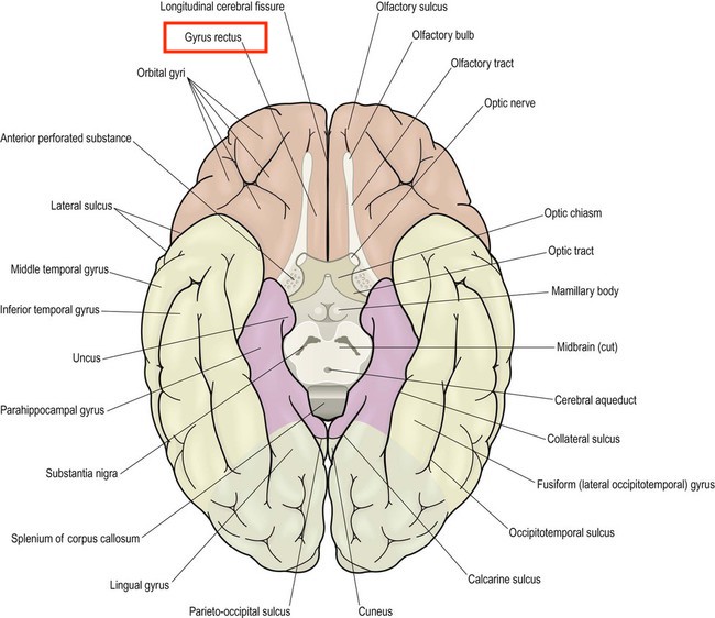 Radiological Anatomy: Gyrus Rectus - Stepwards