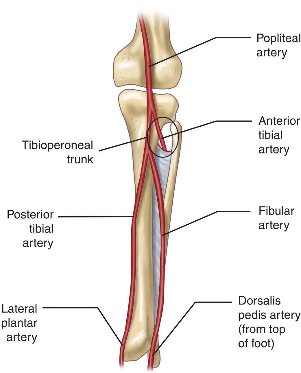 Posterior Tibial Artery - Stepwards